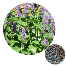 Bulk order Ornamental Flower Blue Licorice Chinese Agastache rugosa Korean Mint Seed